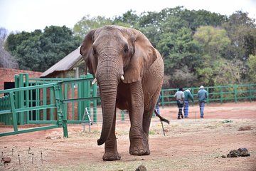 Private Elephant Sanctuary Tour from Pretoria