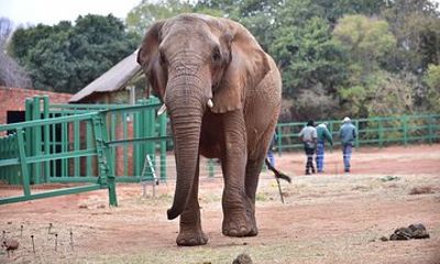 Private Elephant Sanctuary Tour from Pretoria