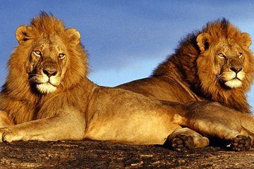 Pilanesberg Game Reserve and Sun City Entertainment Private Tour