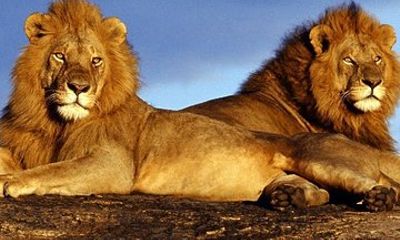 Pilanesberg Game Reserve and Sun City Entertainment Private Tour