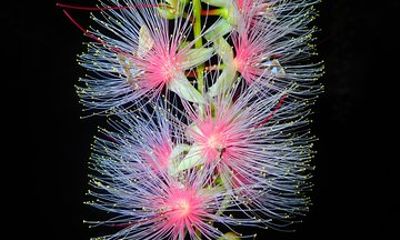 Okinawa Iriomote Island Night Viewing Sagaribana, a Phantom Flower Overnight (June-August only)