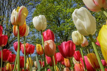 Keukenhof Garden Entrance Ticket & 1 Hour Canal Cruise