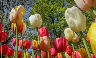 Keukenhof Garden Entrance Ticket & 1 Hour Canal Cruise