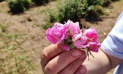Private Access Rose Festival Kazanlak 05-07.06.2025