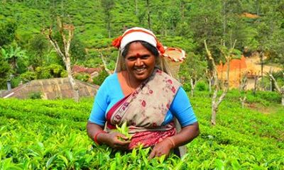 4 Day Kerala Discovery Tour Alleppey Thekkady and Munnar