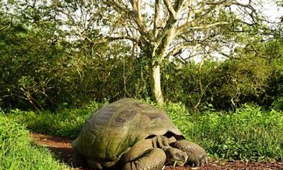 8-Day Galapagos Discovery