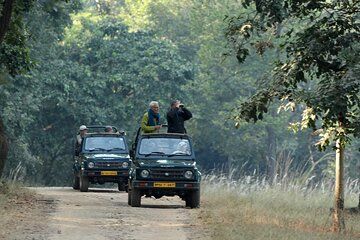 Safari in Bandhavgarh, Kanha, Pench & Tadoba National Parks
