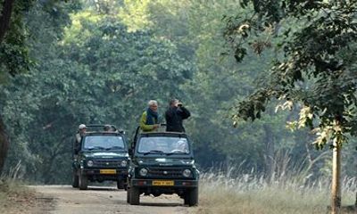 Safari in Bandhavgarh, Kanha, Pench & Tadoba National Parks