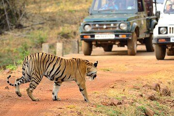 Incredible Wildlife Safari