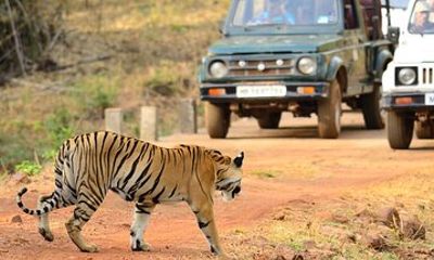 Incredible Wildlife Safari