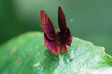 Private Half-Day Tour of Butterfly Sanctuary with Goan Meal