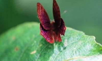 Private Tour of Butterfly Sanctuary and Spice Plantation