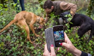 Truffle Hunting Experience and Tasting