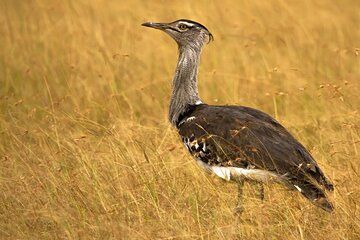 Bhuj, Narayan Sarovar Sanctuary & White Rann of Kutch Tour