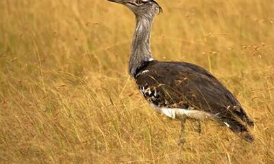 Bhuj, Narayan Sarovar Sanctuary & White Rann of Kutch Tour