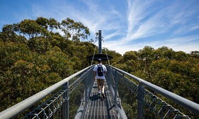 Illawarra Fly Treetop Adventures Treetop Walk Admission Ticket