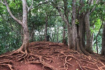 Mauritius full day tour : Private south west with lunch