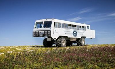 Tundra Buggy Summer Day Tours