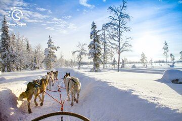 Husky Farm Visit & Sled Ride Experience