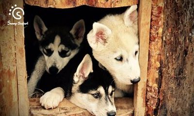 Husky Wolfpack Visit with Love