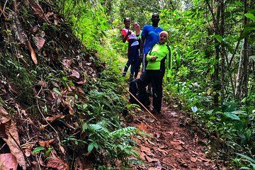 Forest and Waterfall walk from Andoke with local Nature Guide