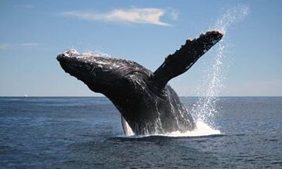 Half-Day Whale Watching Tour from Burnett Heads with Lunch