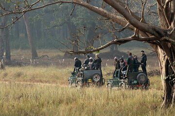 Wildlife Safari in Bandhavgarh, Kanha & Pench National Parks