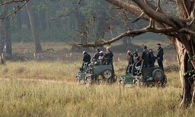 Wildlife Safari in Bandhavgarh, Kanha & Pench National Parks