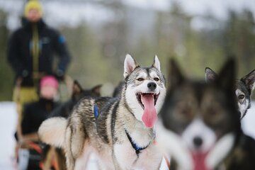 Santa Claus Village Day Tour with Hotel Pick up & Drop off