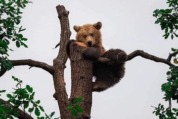 Brasov: Bears Sanctuary, Rasnov Fortress, Bran Castle GUIDED Tour