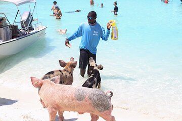 Eleuthera Swimming Pigs - Small Group