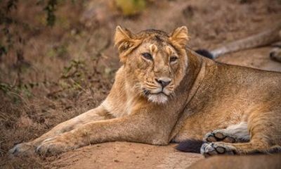 Temple & Lion Safari Tour from Rajkot in Gujarat