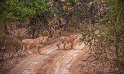 Rajkot to Gir National Park
