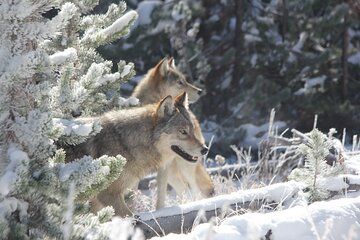 Yellowstone Private Wolf & Wildlife Tour from Gardiner, MT