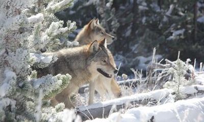 Yellowstone Private Wolf & Wildlife Tour from Gardiner, MT