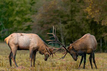 Fall Private Elk Rut Rocky Mountain National Park Tour