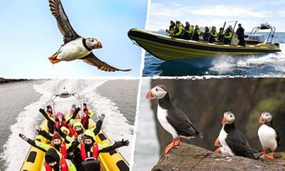 Puffin Tour by RIB Speedboat from Downtown Reykjavik