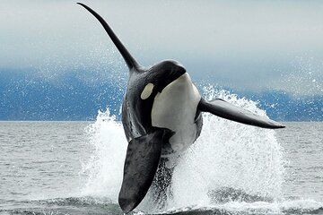 Parksville Half Day Whale and Wildlife Adventure