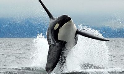 Parksville Half Day Whale and Wildlife Adventure