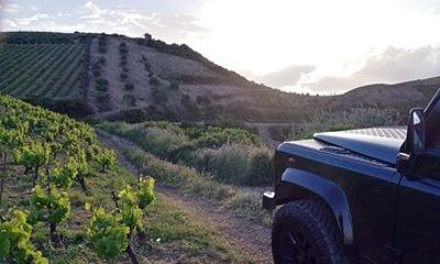 Private Exclusive Manousakis Winery and Vineyard Tour