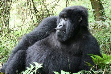 1 Day Mountain Gorilla Trekking Experience