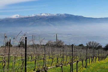 Full-Day Upper Galilee Wineries Tour With a Local Sommelier