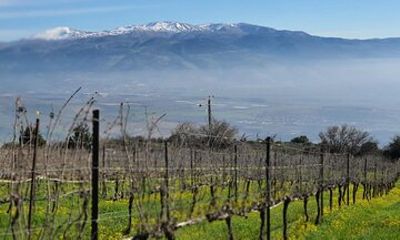 Full-Day Upper Galilee Wineries Tour With a Local Sommelier