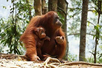 Bukit Lawang Full Day Private Jungle Trekking To See Orangutans