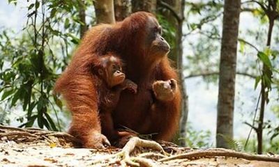 Bukit Lawang Full Day Private Jungle Trekking To See Orangutans