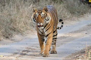 Golden Triangle Tour With Tiger Safari at Ranthambore.