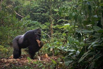 2 Day Guided Wildlife Spotting in the Ngoyla Faunal Reserve