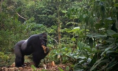 2 Day Guided Wildlife Spotting in the Ngoyla Faunal Reserve