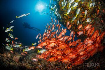 Double Dive Trip in São Vicente Cape Verde
