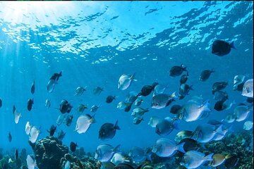 Roatan Beach and Tour